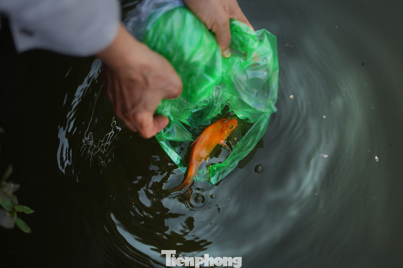 Nhiều người dân cho rằng nên phóng sinh cá chép trước giờ Ngọ (11-13h) ngày 23 tháng Chạp để kịp giờ các ngài lên chầu trời. "Cần chọn những nơi có nguồn nước sạch, thoáng mát như sông, hồ, ao để thả cá. Cá chép là loại cá truyền thống được sử dụng trong tục lệ này. Tuy nhiên, bạn cũng có thể thả các loại cá khác như cá trắm, cá rô... Thả cá nhẹ nhàng, tránh làm chúng bị tổn thương. Thả không đúng cách chẳng khác nào giết chúng", chị Hoàng Tố Nga (ngụ quận Phú Nhuận) nói. Nhiều người dân cho rằng nên phóng sinh cá chép trước giờ Ngọ (11-13h) ngày 23 tháng Chạp để kịp giờ các ngài lên chầu trời. "Cần chọn những nơi có nguồn nước sạch, thoáng mát như sông, hồ, ao để thả cá. Cá chép là loại cá truyền thống được sử dụng trong tục lệ này. Tuy nhiên, bạn cũng có thể thả các loại cá khác như cá trắm, cá rô... Thả cá nhẹ nhàng, tránh làm chúng bị tổn thương. Thả không đúng cách chẳng khác nào giết chúng", chị Hoàng Tố Nga (ngụ quận Phú Nhuận) nói.