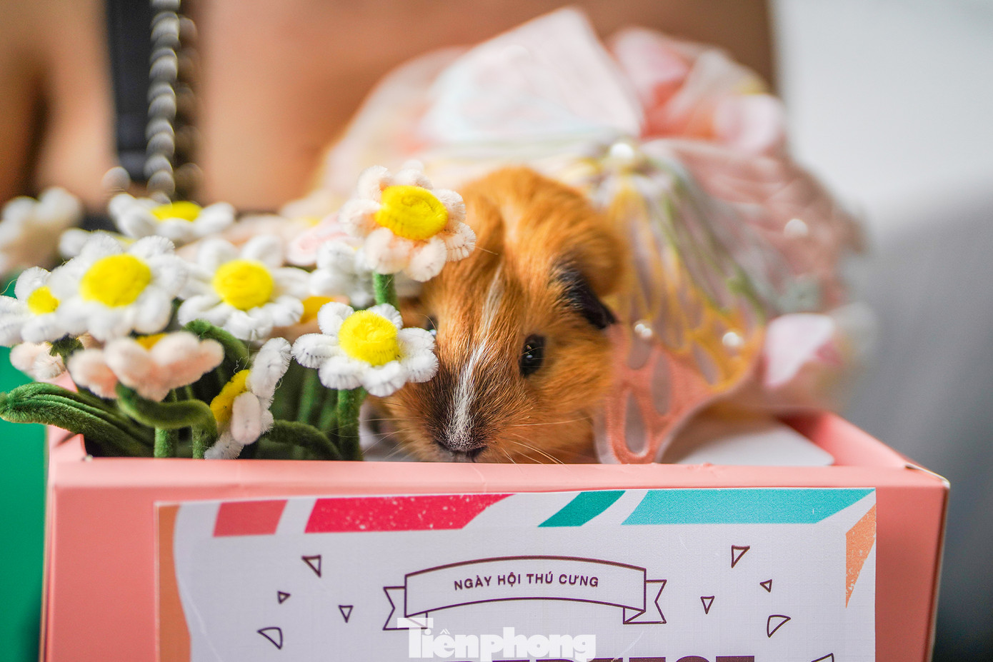 Thí sinh đặc biệt duy nhất tại lễ hội là chú chuột bọ.