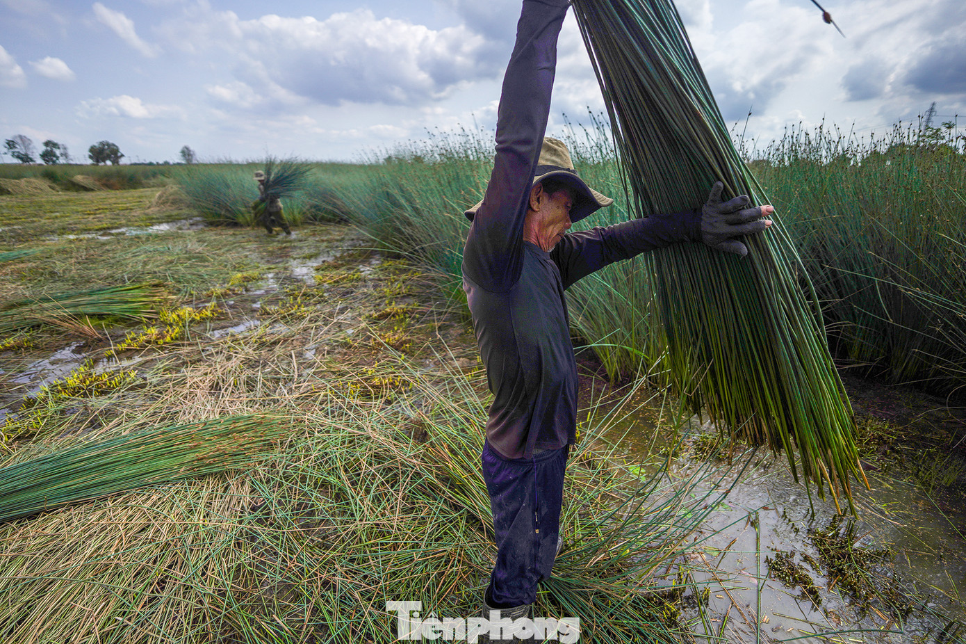 Bàng là loại cây dễ trồng, không cần chăm sóc nhiều, chỉ cần nhổ cỏ, bón phân, giữ nước cánh đồng ở chân bàng ổn định. Sau 5 tháng trồng, người dân bắt đầu thu hoạch. Sau đó, nông dân thường giữ lại gốc bàng và tiếp tục chăm sóc khoảng 3 tháng thì có thể tiếp tục bán cho thương lái.