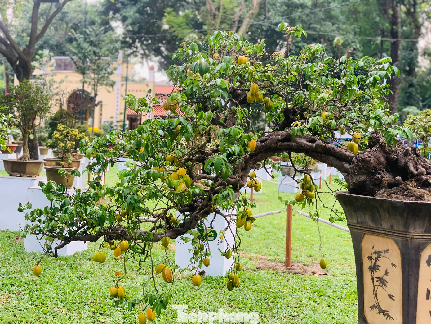 Khế cảnh tạo dáng bonsai xuất hiện trong gian trưng bày Hội Hoa Xuân.