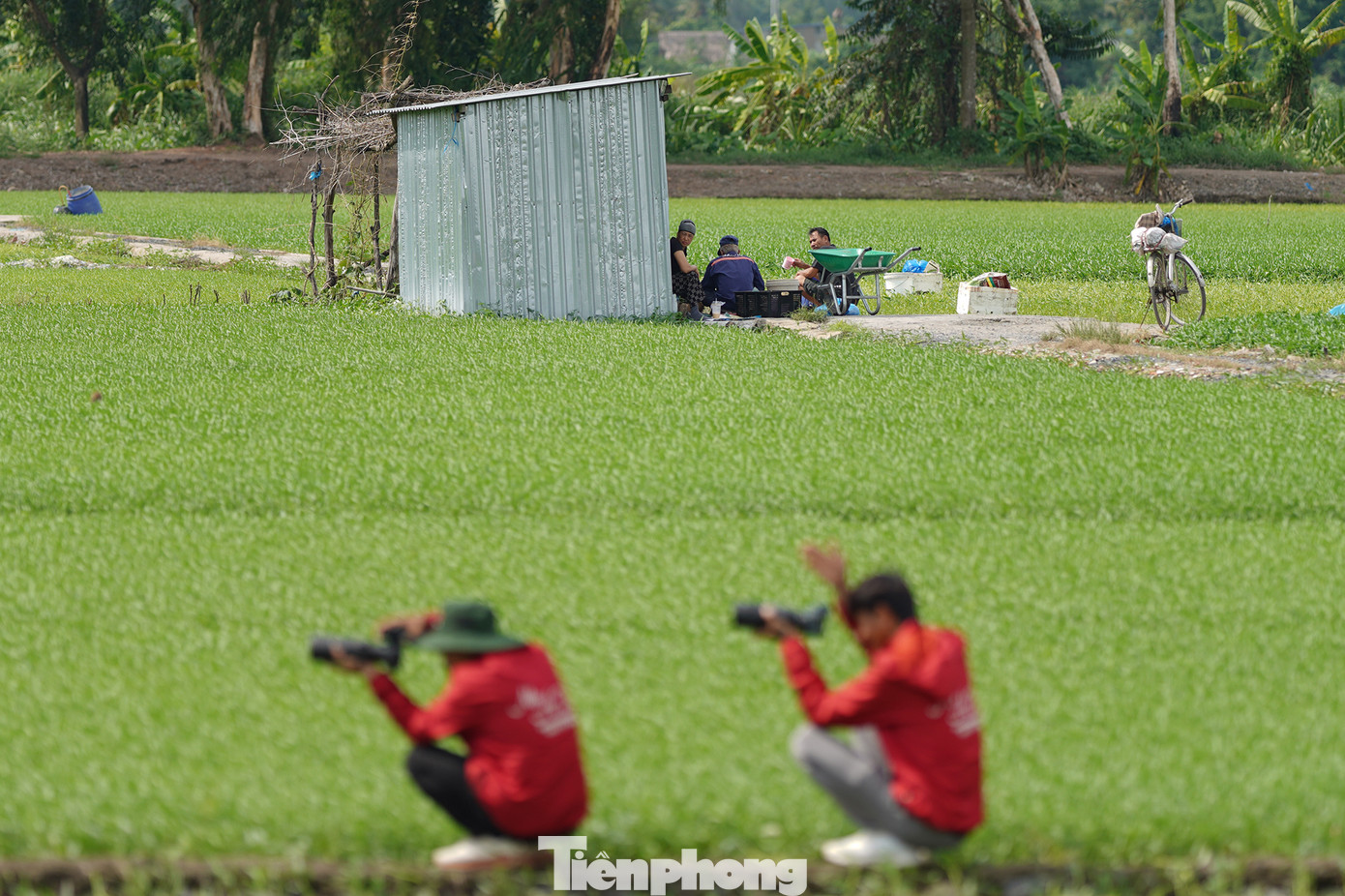 Không gian xung quanh cây phượng vẫn còn khá nguyên sơ, chưa bị bê tông hóa nhiều, khiến nơi đây trở nên độc đáo giữa lòng thành phố hiện đại. "Cuối tuần, rất đông các bạn trẻ và nhiếp ảnh gia ra đây chụp ảnh. Cây phượng này ra hoa rất nhiều nên nhiều người không ngại đường sá xa xôi. Tụi tui làm công cho ruộng rau ở đây cũng thấy đỡ buồn vì không khí tấp nập", ông Lê Quang Tỵ, nhân công chăm rau chia sẻ.
