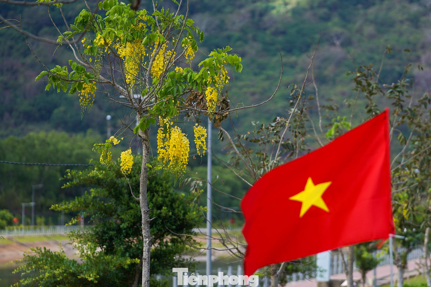 Hoa bọ cạp vàng bung nở trên đường chạy Tiền Phong Marathon 2022. Hoa bọ cạp vàng bung nở trên đường chạy Tiền Phong Marathon 2022.