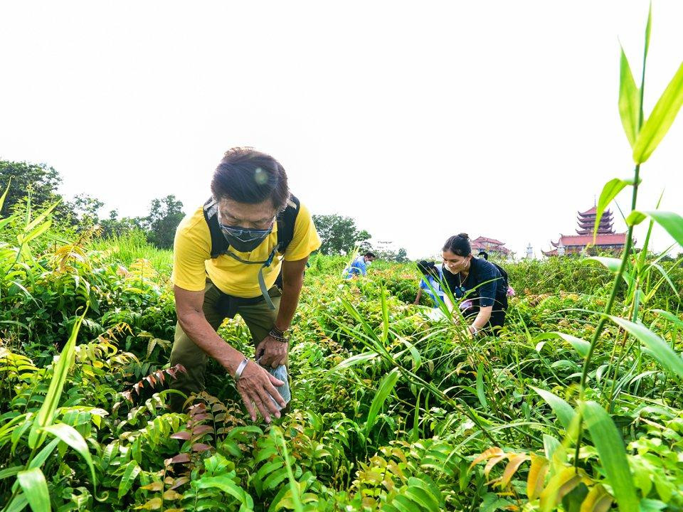 Du khách đang trải nghiệm hái rau choại. Rau choại hay còn gọi là đọt choại... là loại cây thực vật thân thảo, dây leo thuộc họ dương xỉ, loài cây này mọc ở những vùng ẩm thấp sình lầy, ven các con kênh rạch tự nhiên nên được xem là loại rau sạch được người dân tìm hái.