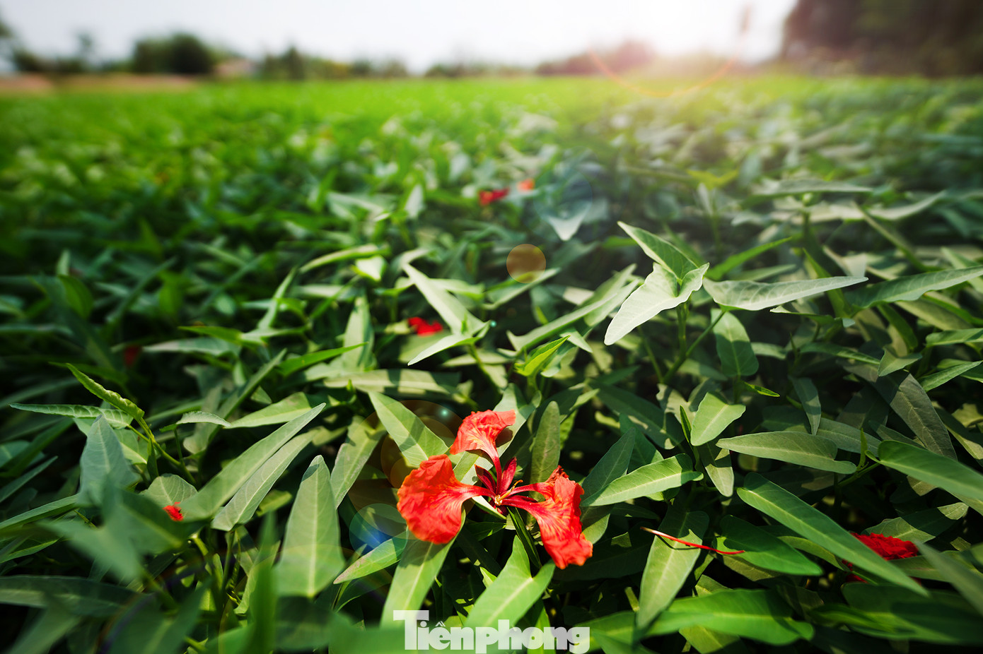 Hình ảnh thú vị khi ruộng rau muống nở... hoa phượng.