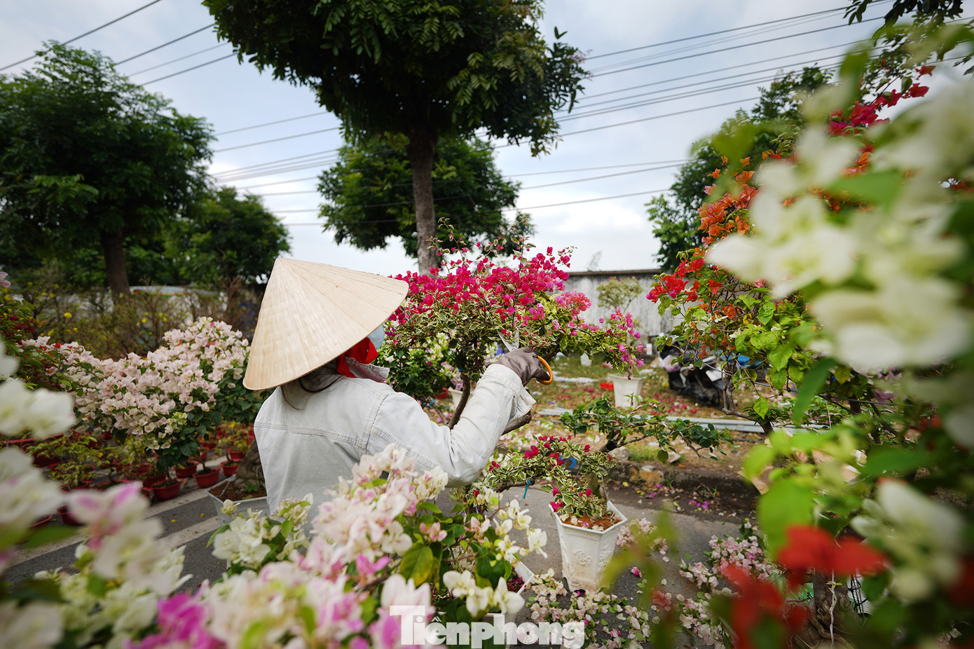 &quot;Với hoa giấy thì mình xả bỏ bông, giữ lại khung năm sau bán tiếp. Một chậu 500 ngàn đồng mà sáng giờ toàn trả 200 ngàn, không đủ công chăm&quot;, chủ gian hàng chia sẻ.