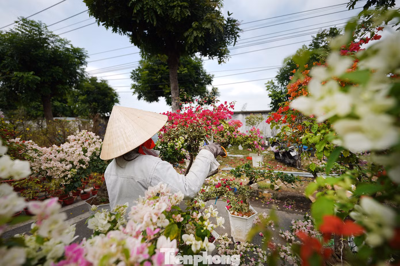 "Với hoa giấy thì mình xả bỏ bông, giữ lại khung năm sau bán tiếp. Một chậu 500 ngàn đồng mà sáng giờ toàn trả 200 ngàn, không đủ công chăm", chủ gian hàng chia sẻ.