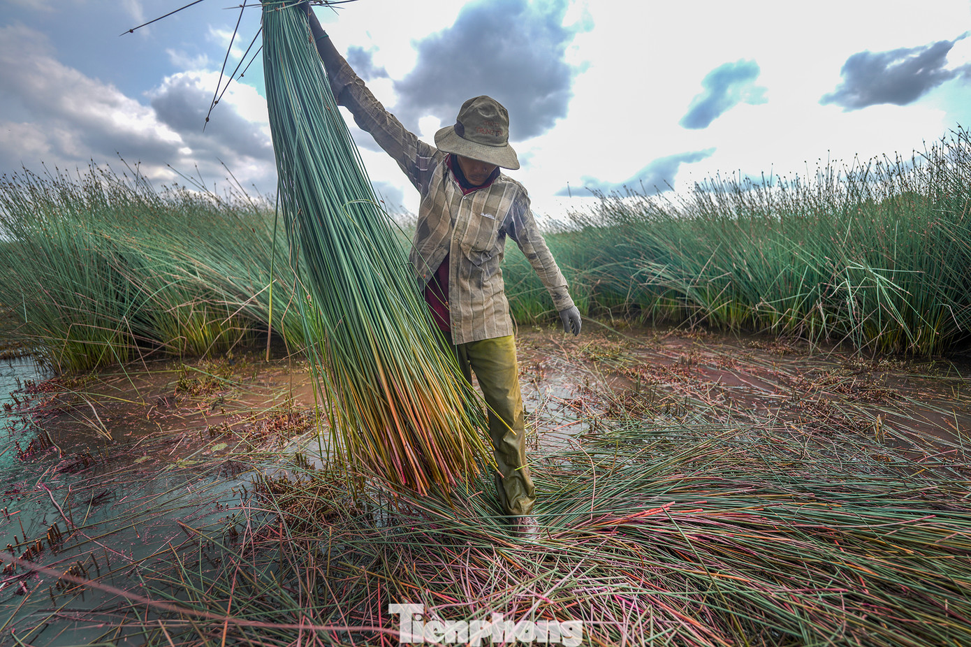 Thông thường, cỏ bàng có chiều cao từ 1,3m đến 1,8 m và được chia thành 2 loại với giá mua hiện nay dao động từ 15 đến 20 ngàn đồng/1 bó tùy loại, mỗi bó có đường kính khoảng 20 cm.