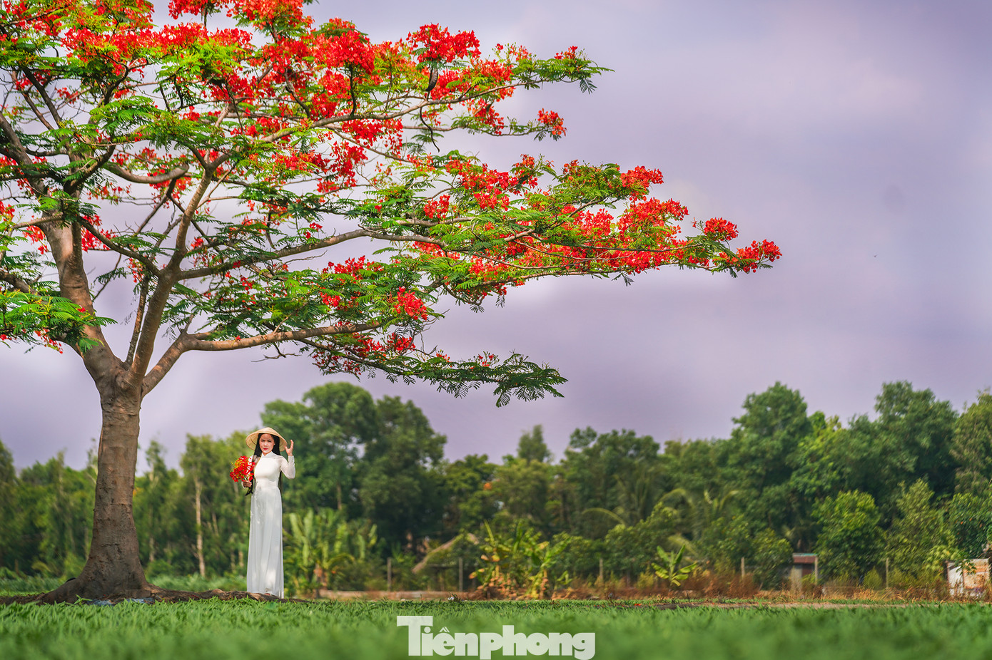 Theo Bà Hương (49 tuổi, chủ nhân của cây phượng), cây được trồng hơn 8 năm. "Những năm trước, cây phượng cho hoa rực rỡ, nhưng không hiểu sao năm nay nó lại nổi tiếng đến vậy. Nhiều người đến đây để chụp ảnh làm cho cánh đồng yên ắng bỗng nhiên nhộn nhịp hơn" - bà Hương nói.