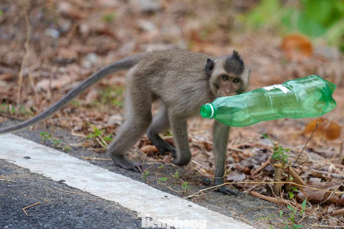 Hệ động vật rừng có 160 loài, trong đó 29 loài thú, 85 loài chim, 38 loài bò sát và 8 loài ếch. Có ba loài động vật đặc hữu của Côn Đảo đó là: Sóc Đen Côn Đảo, Thạch sùng Côn Đảo và Khỉ đuôi dài Côn Đảo. Hệ động vật rừng có 160 loài, trong đó 29 loài thú, 85 loài chim, 38 loài bò sát và 8 loài ếch. Có ba loài động vật đặc hữu của Côn Đảo đó là: Sóc Đen Côn Đảo, Thạch sùng Côn Đảo và Khỉ đuôi dài Côn Đảo.