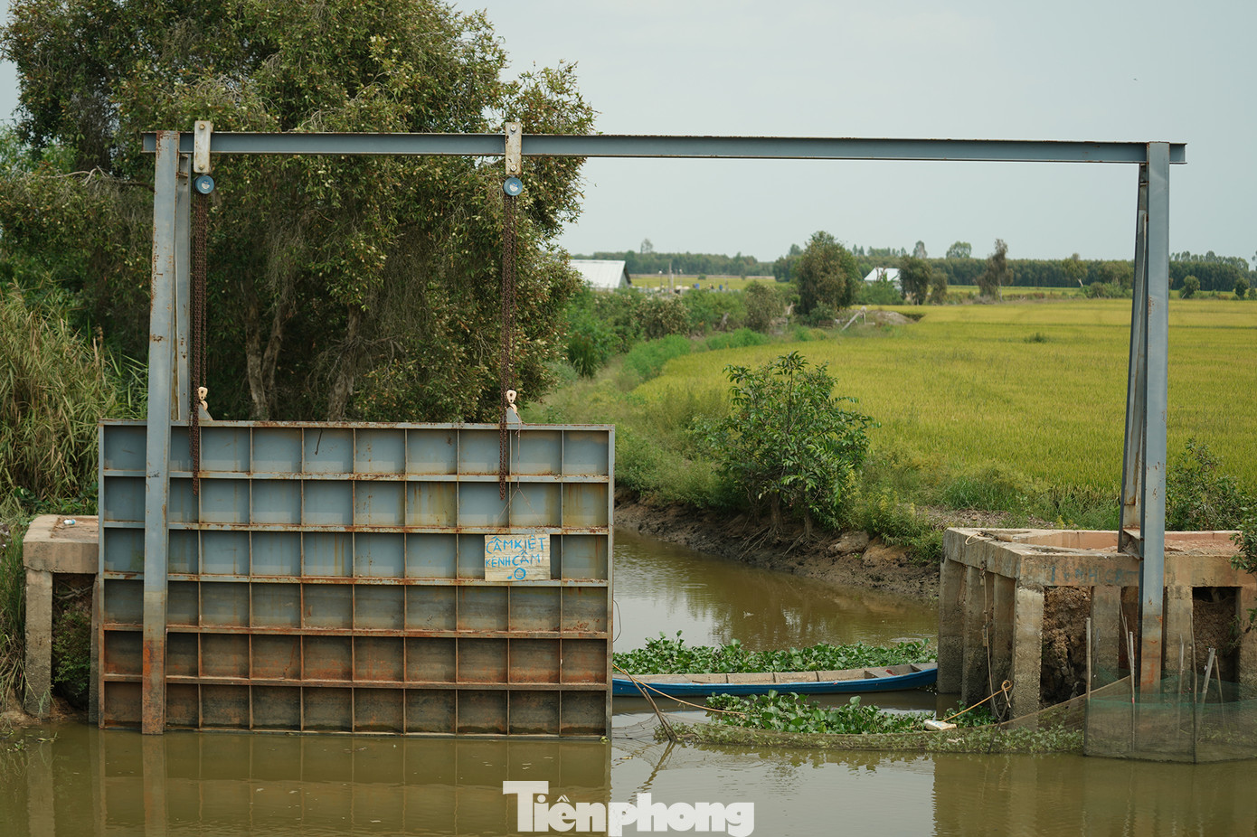 Nếu không có giải pháp kịp thời, nguồn nước các khu vực ao tôm không chỉ ảnh hưởng đến cây lúa, cây tràm mà còn ảnh hưởng trực tiếp đến sức khoẻ con người. Nếu không có giải pháp kịp thời, nguồn nước các khu vực ao tôm không chỉ ảnh hưởng đến cây lúa, cây tràm mà còn ảnh hưởng trực tiếp đến sức khoẻ con người.