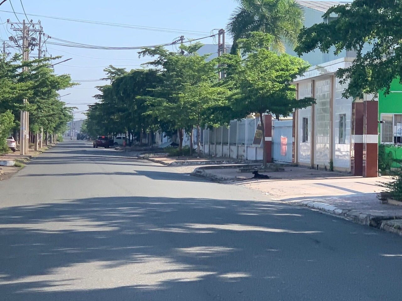 Một chú chó thả rông trong đường nội bộ khu công nghiệp Tân Đô. Một chú chó thả rông trong đường nội bộ khu công nghiệp Tân Đô.