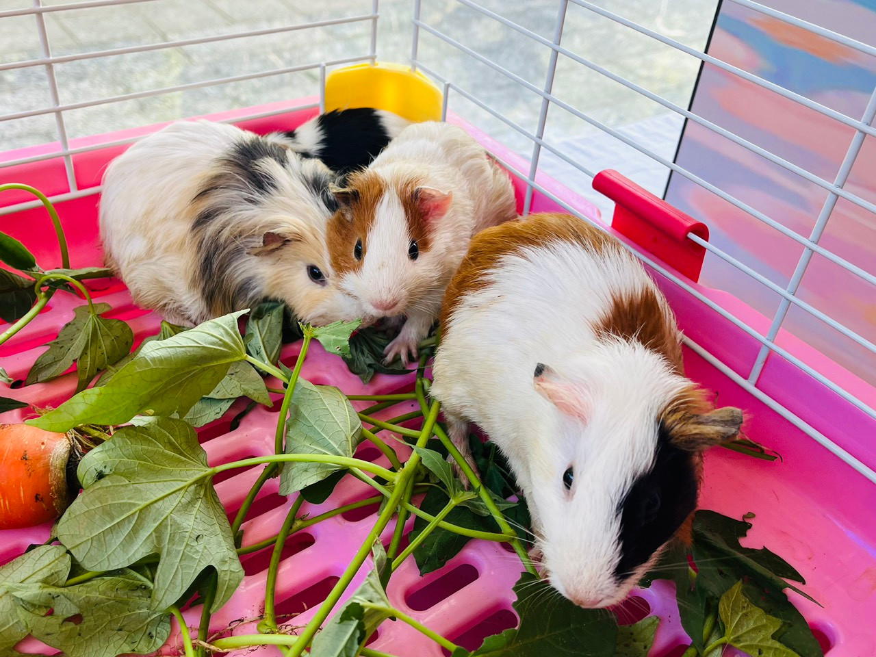 Ngày hội còn có hoạt động trưng bày, triển lãm các giống chuột Hamster và thỏ.