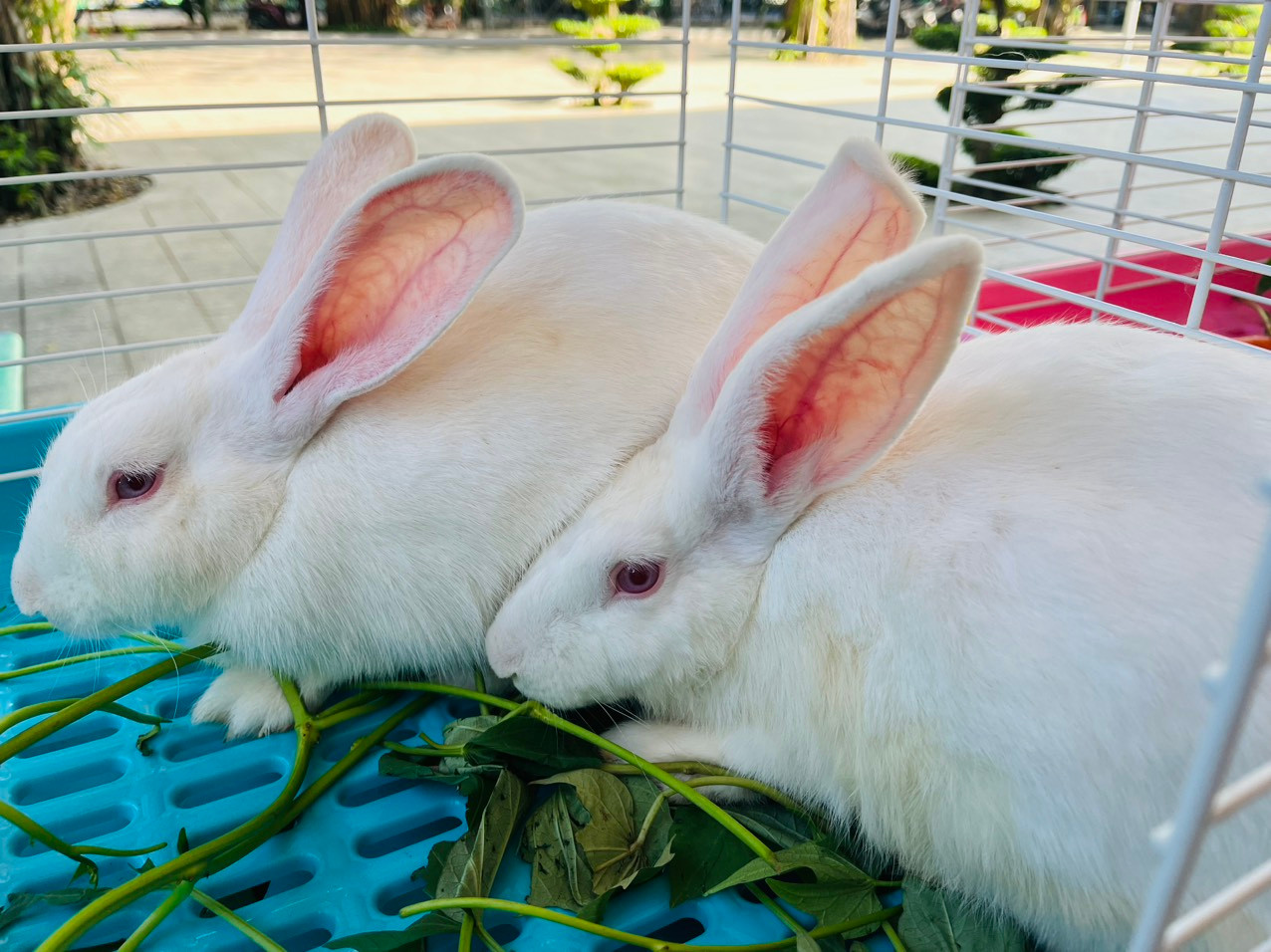 Hai chú thỏ đáng yêu tại ngày hội.