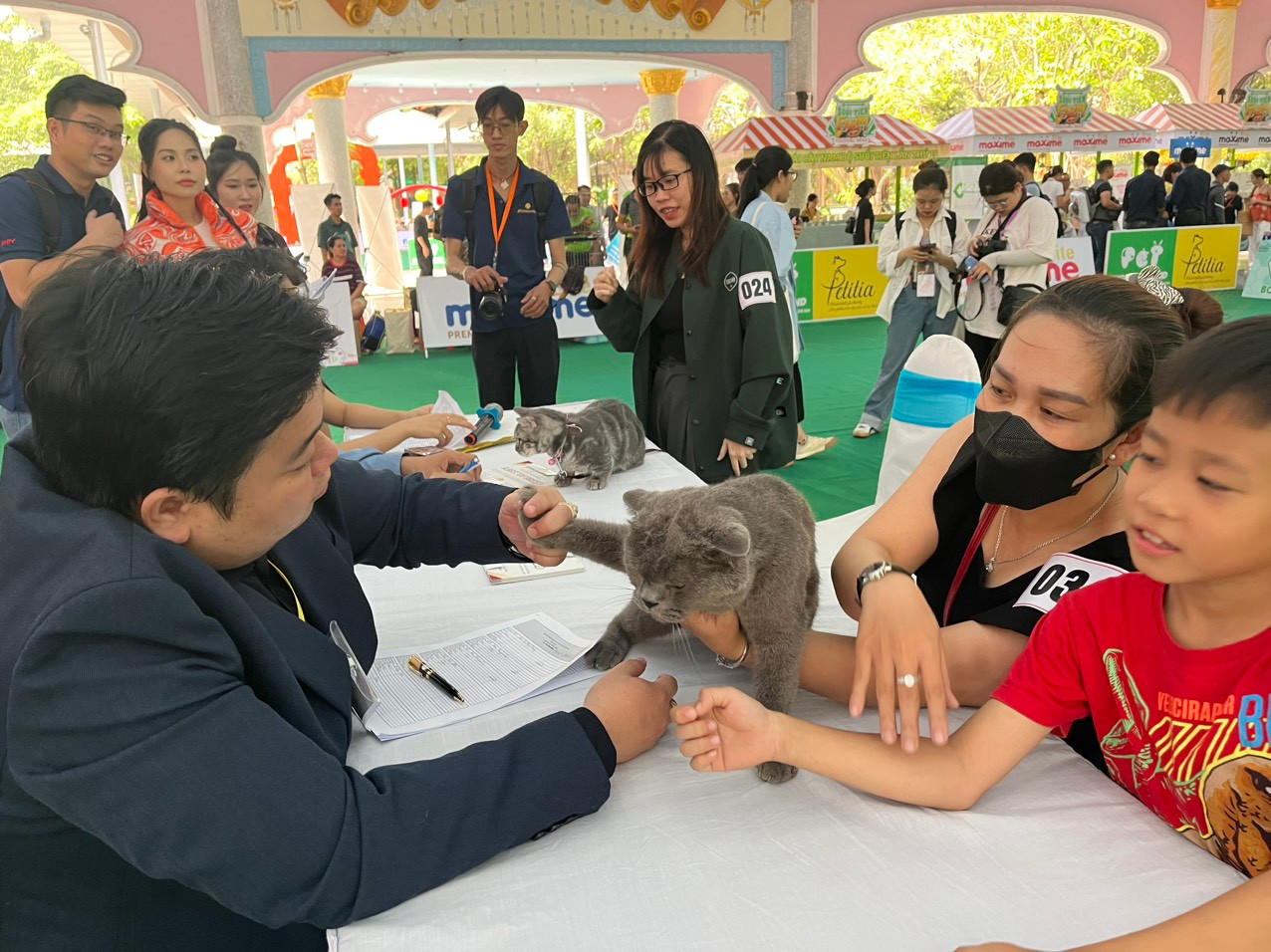 Thú cưng được kiểm tra ban đầu trước khi tham gia các hoạt động. Trong ảnh, chú mèo Anh chuẩn bị tham gia cuộc thi Mèo cưng khỏe đẹp (Top Cat Wellness).