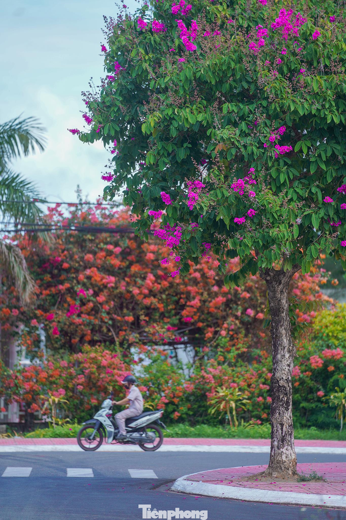 Một loài hoa nữa nở đẹp rực rỡ vào mùa hè ở Côn Đảo: hoa bằng lăng tím. Cũng giống như hoa phượng, hoa bằng lăng được trồng rải rác khắp các con phố ở huyện đảo này. Một loài hoa nữa nở đẹp rực rỡ vào mùa hè ở Côn Đảo: hoa bằng lăng tím. Cũng giống như hoa phượng, hoa bằng lăng được trồng rải rác khắp các con phố ở huyện đảo này.