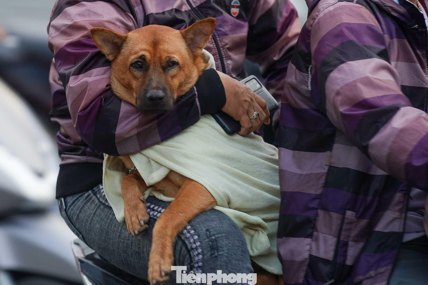 Hôm nay, TPHCM cũng xuất hiện vài cơn mưa, một chú chó được chủ giữ ấm sau khi phải dầm mưa.