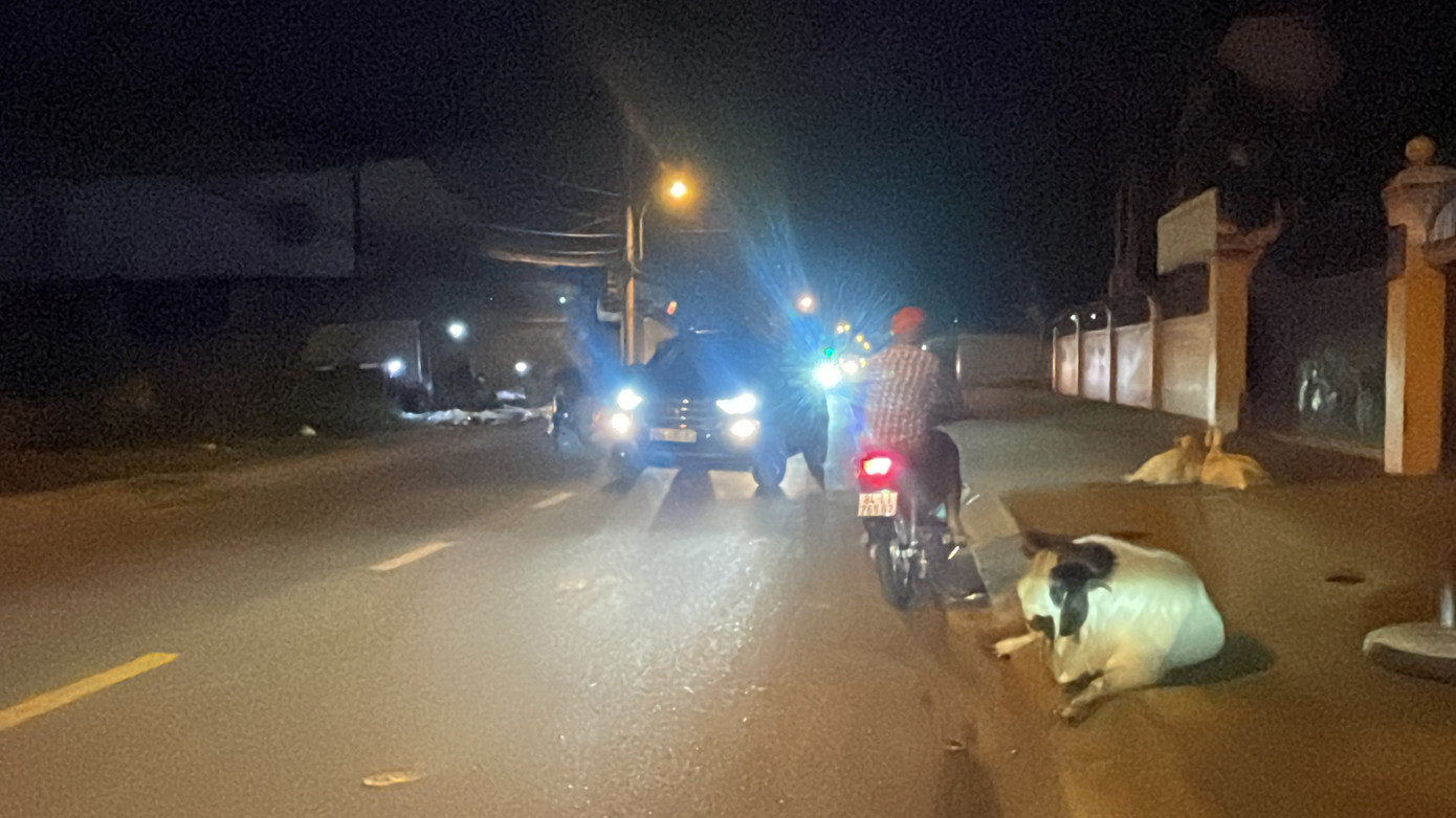 Trên vỉa hè, một đàn dê đang nằm chắn lối. "Mấy con dê, bò màu trắng còn dễ nhìn thấy để tránh chứ mấy con đen thui thì khó thấy, sợ nhất là những người mắt kém, đi ban đêm dễ tông vào lắm. Tài xế cũng không dám bấm còi vì sợ đàn bò chạy hoảng húc vào người đi đường", một người bán hàng nói.