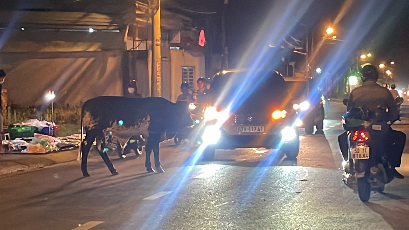 Hình ảnh ghi nhận lúc 19h ngày 14/9. Thời điểm này mật độ lưu thông trên đường khá đông. Nhiều phương tiện gặp khó khăn khi đàn bò ung dung giữa đường và không có người trông coi.