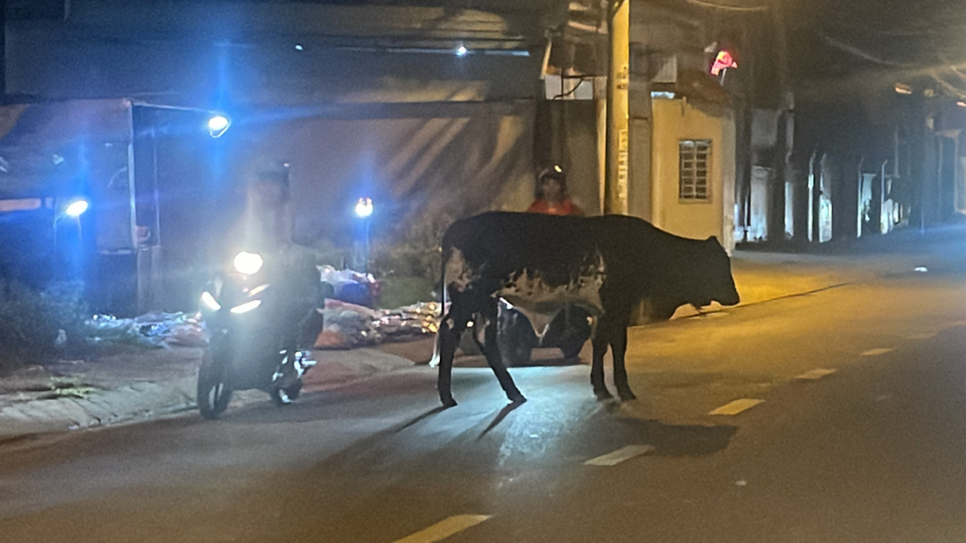 Hình ảnh ghi nhận lúc 19h ngày 14/9. Thời điểm này mật độ lưu thông trên đường khá đông. Nhiều phương tiện gặp khó khăn khi đàn bò ung dung giữa đường và không có người trông coi.