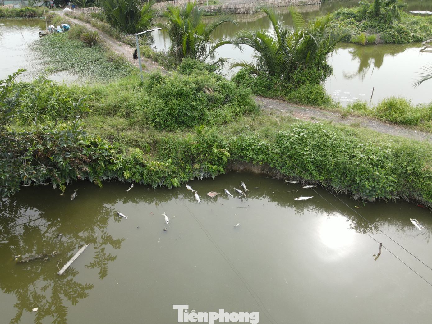 Hiện nay, mỗi ngày người nuôi vớt được hàng chục ký cá chết hoặc bơi lờ đờ, sau đó ngửa bụng nổi trên mặt nước.