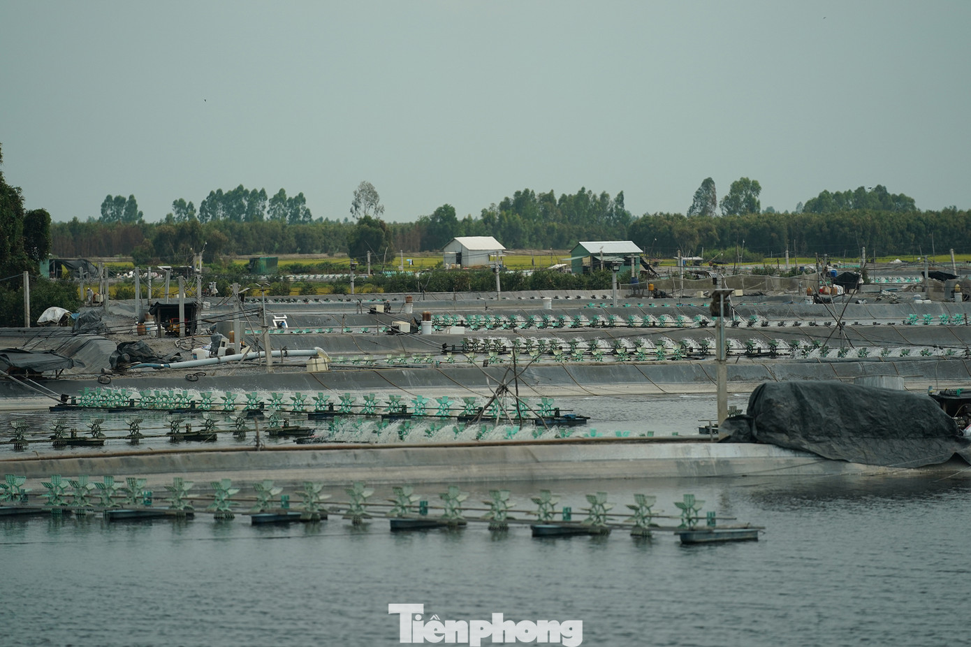 Hình ảnh này ghi nhận tại xã Tân Lập, huyện Mộc Hoá, nơi phát triển mạnh diện tích ao nuôi tôm trên đất lúa tự phát trong 4 tháng đầu năm 2023. Hình ảnh này ghi nhận tại xã Tân Lập, huyện Mộc Hoá, nơi phát triển mạnh diện tích ao nuôi tôm trên đất lúa tự phát trong 4 tháng đầu năm 2023.