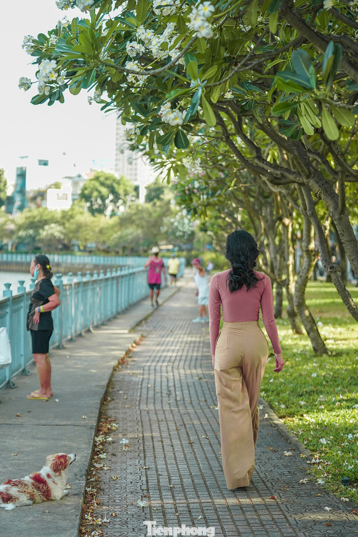 Hai bờ kênh Nhiêu Lộc hiện tại có thể cho người dân và du khách cảm nhận TPHCM đang chuyển mùa bởi hai hàng cây xanh mát, ra hoa thay lá liên tục.