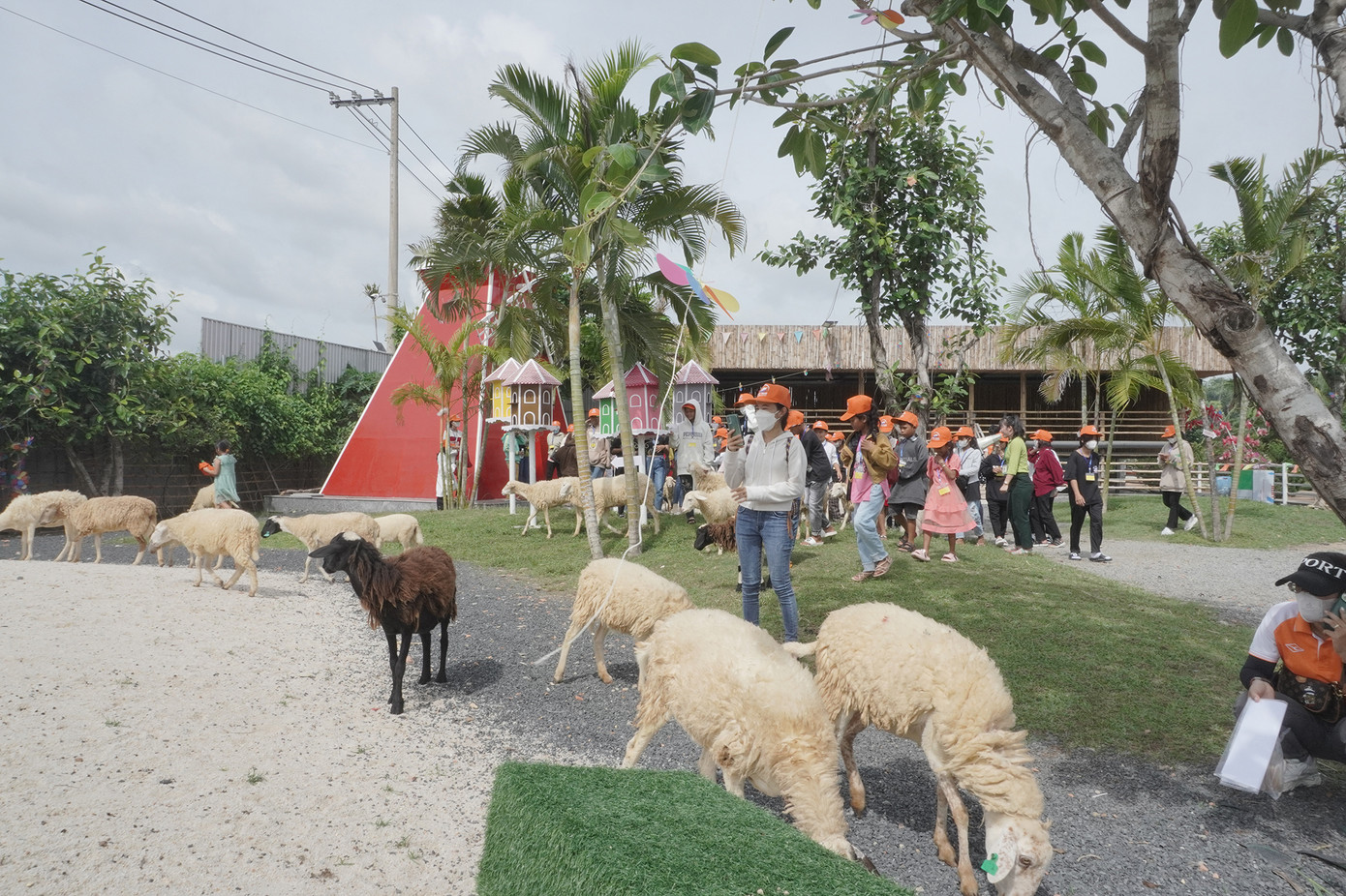 Có gần 50 chú cừu dễ thương đi kiếm ăn dưới chân du khách. Cừu là gia súc hiền lành nên du khách tự do tìm hiểu môi trường sống của chúng.