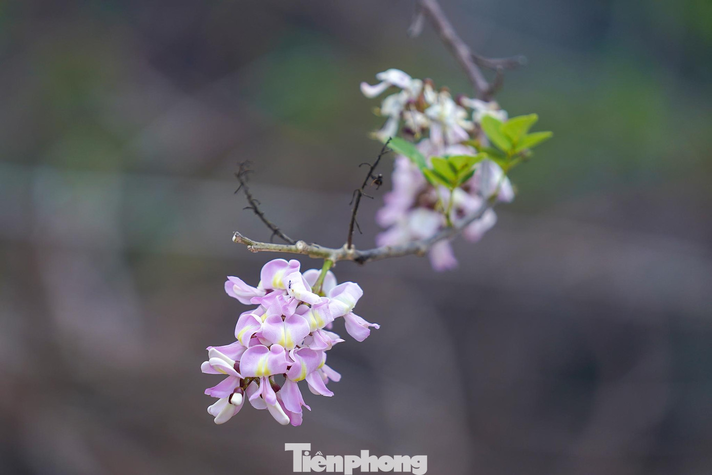 Côn Đảo được tô thắm thêm bởi sắc hồng của hàng cây hoa anh đào trải dài từ sân bay Cỏ Ống về phía trung tâm thị trấn. Mặc dù không rực rỡ và kiêu sa như những vườn hoa anh đào nổi tiếng, thế nhưng lẫn trong màu xanh tươi của cỏ cây, hoa lá, sắc hoa anh đào càng trở nên tươi thắm và đẹp cuốn hút đến lạ lùng. Côn Đảo được tô thắm thêm bởi sắc hồng của hàng cây hoa anh đào trải dài từ sân bay Cỏ Ống về phía trung tâm thị trấn. Mặc dù không rực rỡ và kiêu sa như những vườn hoa anh đào nổi tiếng, thế nhưng lẫn trong màu xanh tươi của cỏ cây, hoa lá, sắc hoa anh đào càng trở nên tươi thắm và đẹp cuốn hút đến lạ lùng.