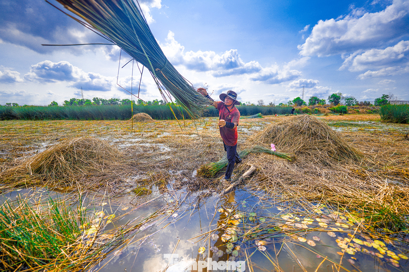 Cỏ bàng khá dễ trồng bởi đặc tính của loại cây cỏ này chịu được phèn lại ít tốn công chăm sóc, không ảnh hưởng bởi sâu bệnh nên khá được bà con nông dân ưa chuộng.