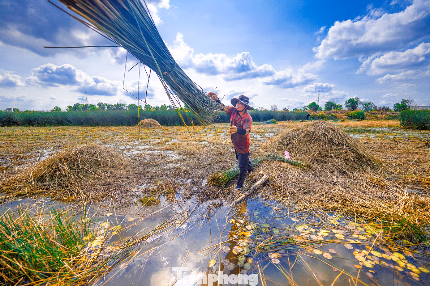 Cỏ bàng khá dễ trồng bởi đặc tính của loại cây cỏ này chịu được phèn lại ít tốn công chăm sóc, không ảnh hưởng bởi sâu bệnh nên khá được bà con nông dân ưa chuộng.