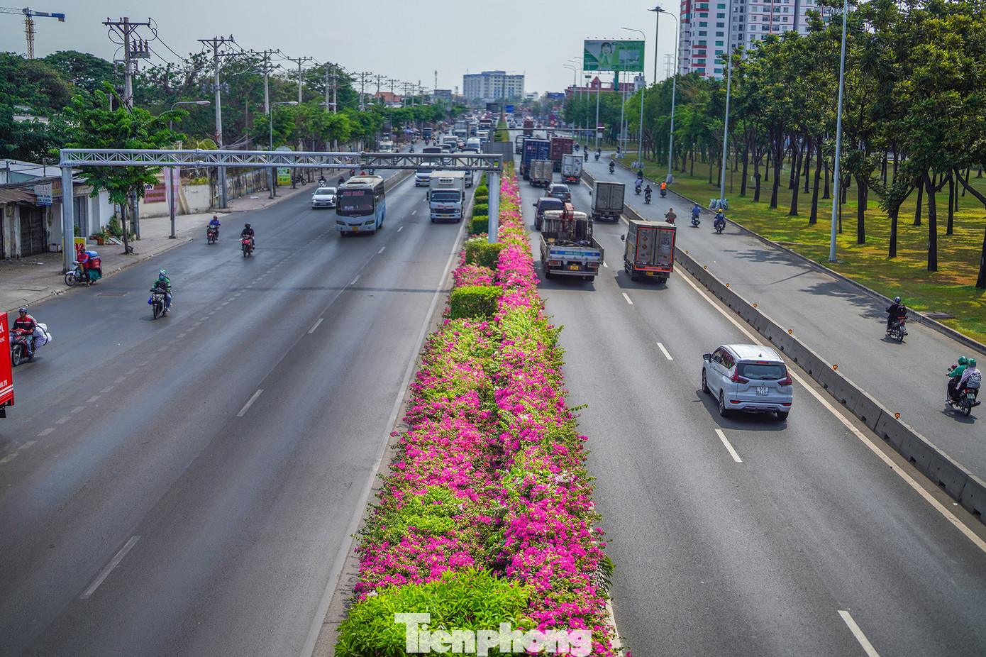 Hoa giấy còn có tên gọi khác là hoa móc diều (tên khoa học là Bougainvillea spectabilis, tên tiếng Anh là Bougainvillea, Paper Flower), loài hoa này thuộc họ thực vật Nyctaginaceae.