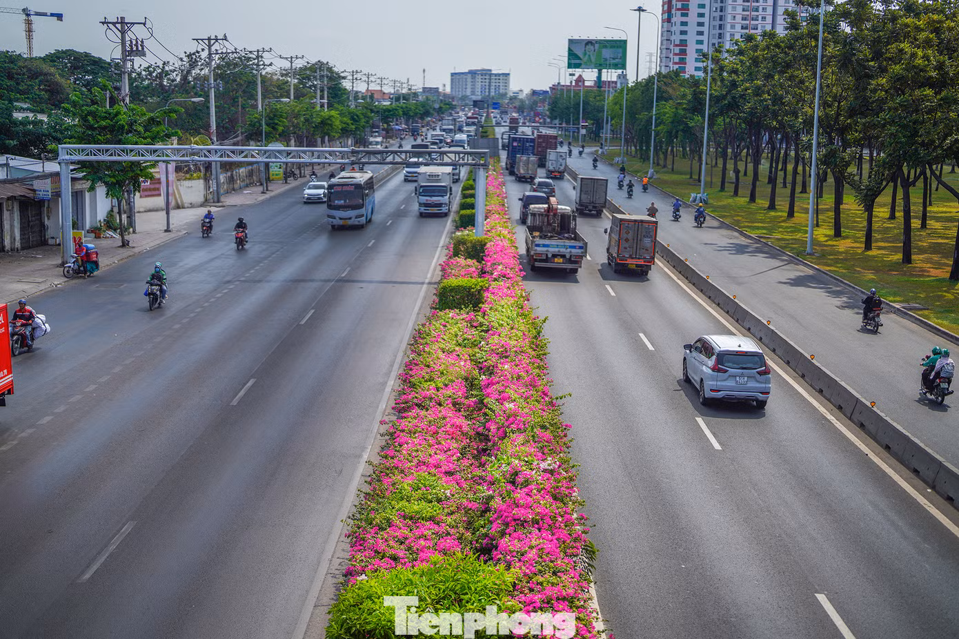 Hoa giấy còn có tên gọi khác là hoa móc diều (tên khoa học là Bougainvillea spectabilis, tên tiếng Anh là Bougainvillea, Paper Flower), loài hoa này thuộc họ thực vật Nyctaginaceae.