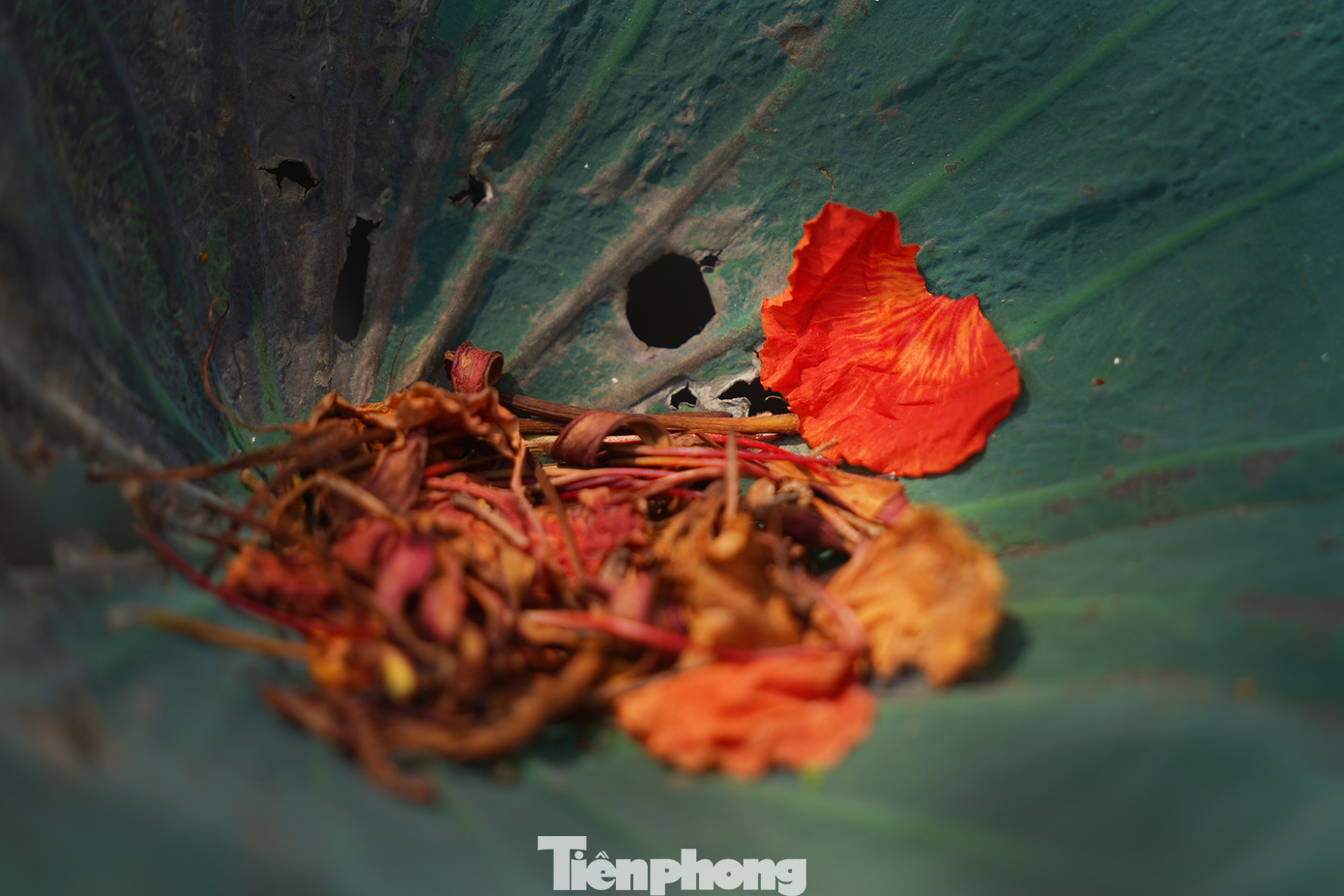 Mùa khô, nhiều cây cỏ héo úa nhưng với loài chịu nhiệt như phượng thì khác, sắc phượng vẫn rực rỡ lẫn vào những tán lá sen vàng úa...