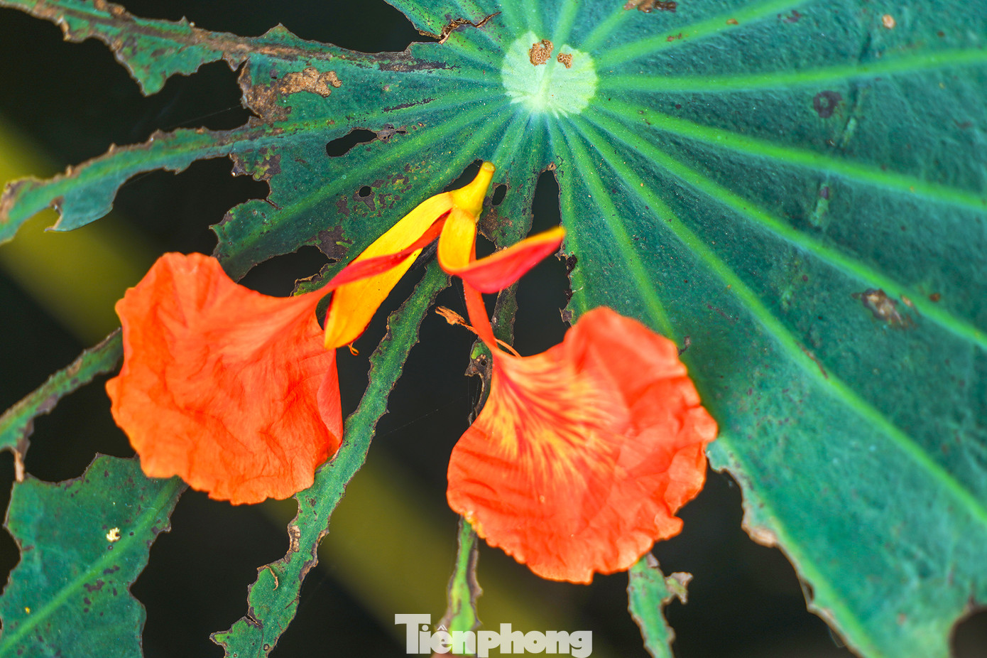 Mùa khô, nhiều cây cỏ héo úa nhưng với loài chịu nhiệt như phượng thì khác, sắc phượng vẫn rực rỡ lẫn vào những tán lá sen vàng úa...