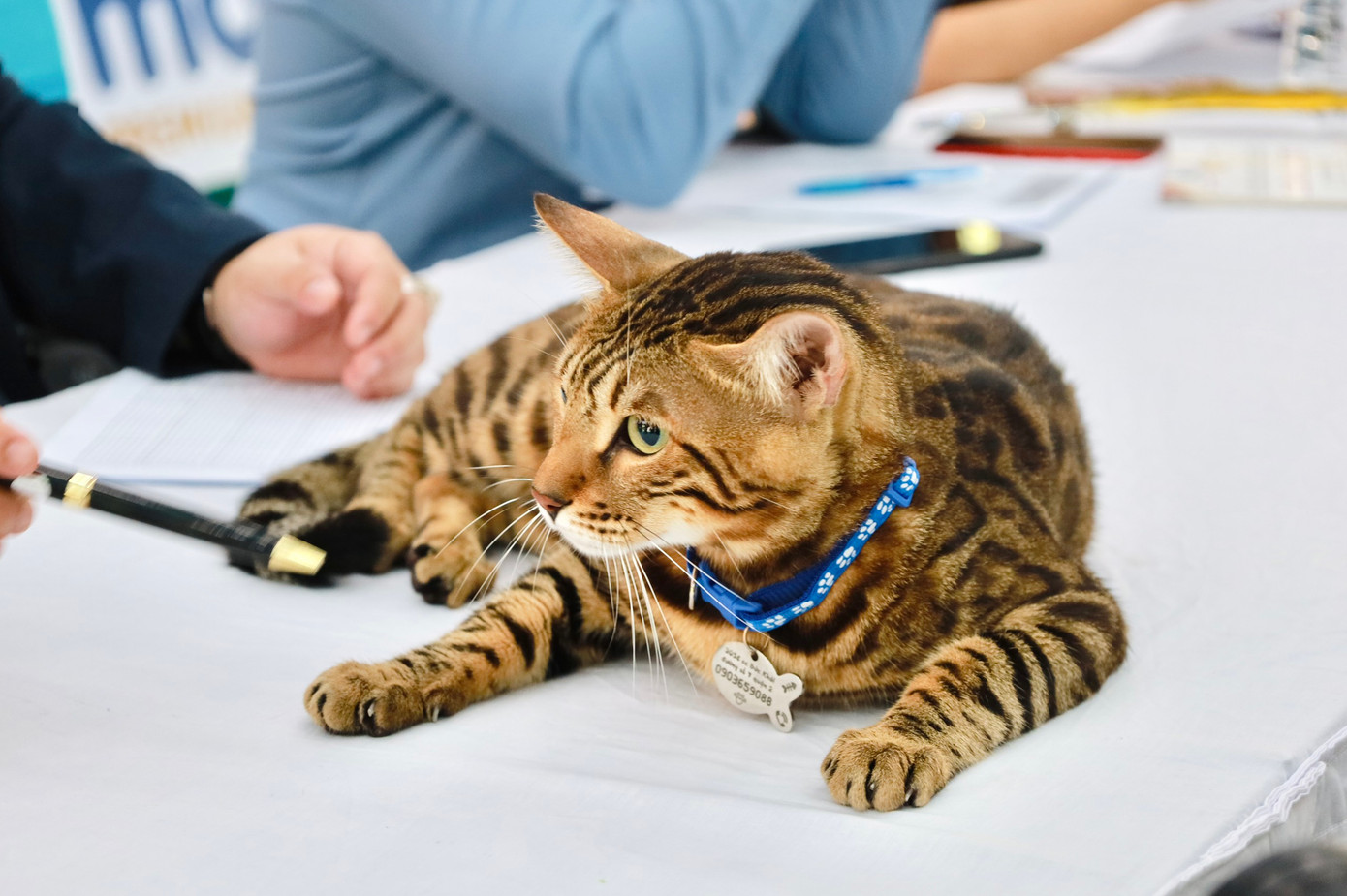 Tại đây, các thú cưng còn được giao lưu, chơi đùa tại khu trò chơi dành riêng và nhận những phần quà đến từ các gian hàng sản phẩm cho thú cưng của các thương hiệu nổi tiếng.