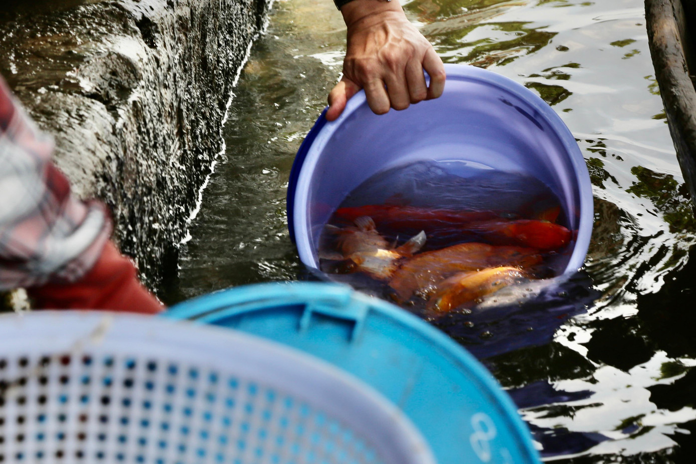 Người dân ý thức việc cá sau phóng sinh phải khoẻ mạnh nên thả rất nhẹ nhàng. Người dân ý thức việc cá sau phóng sinh phải khoẻ mạnh nên thả rất nhẹ nhàng.