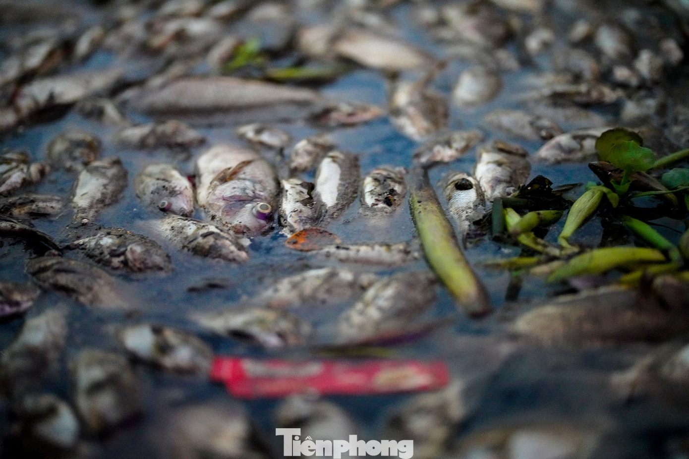 Nếu không được dọn dẹp, những ngày sau cảnh tượng càng kinh hoàng hơn.