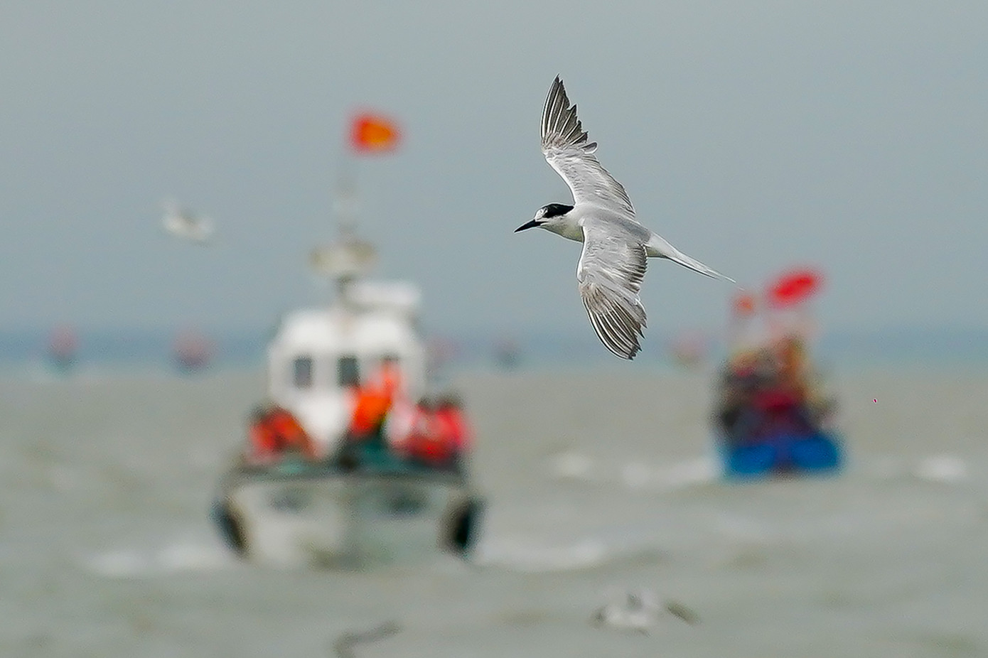 Theo một số ngư dân, nhạn biển là loài săn mồi với kỹ năng điêu luyện như đại bàng. Với các mẻ lưới ngư dân thu về, loài nhạn biển này thường tranh thủ lao từ trên không xuống mặt nước cướp những chú cá trích, cá cơm... nổi lên mặt nước hoặc nhảy ra khỏi lưới. Những màn chao liệng bắt cá vây quanh đoàn ghe nghinh mang đến cho du khách một trải nghiệm khá kỳ thú bởi những hình ảnh này đa phần chỉ có thể thấy trên các chương trình truyền hình nước ngoài. Theo một số ngư dân, nhạn biển là loài săn mồi với kỹ năng điêu luyện như đại bàng. Với các mẻ lưới ngư dân thu về, loài nhạn biển này thường tranh thủ lao từ trên không xuống mặt nước cướp những chú cá trích, cá cơm... nổi lên mặt nước hoặc nhảy ra khỏi lưới. Những màn chao liệng bắt cá vây quanh đoàn ghe nghinh mang đến cho du khách một trải nghiệm khá kỳ thú bởi những hình ảnh này đa phần chỉ có thể thấy trên các chương trình truyền hình nước ngoài.