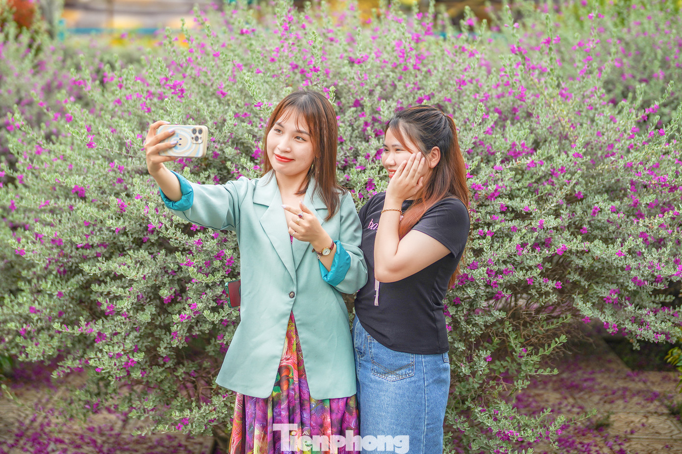 Hai du khách nữ đang tạo dáng cùng những khóm hoa đang bung cánh khoe sắc. Đại diện KDL Suối Tiên cho biết, hoa nở liên tục vào mùa thu và mùa xuân, mỗi đợt cách nhau khoảng 3 tháng. Tuy nhiên, mỗi đợt hoa nở chỉ kéo dài từ 10 - 12 ngày.