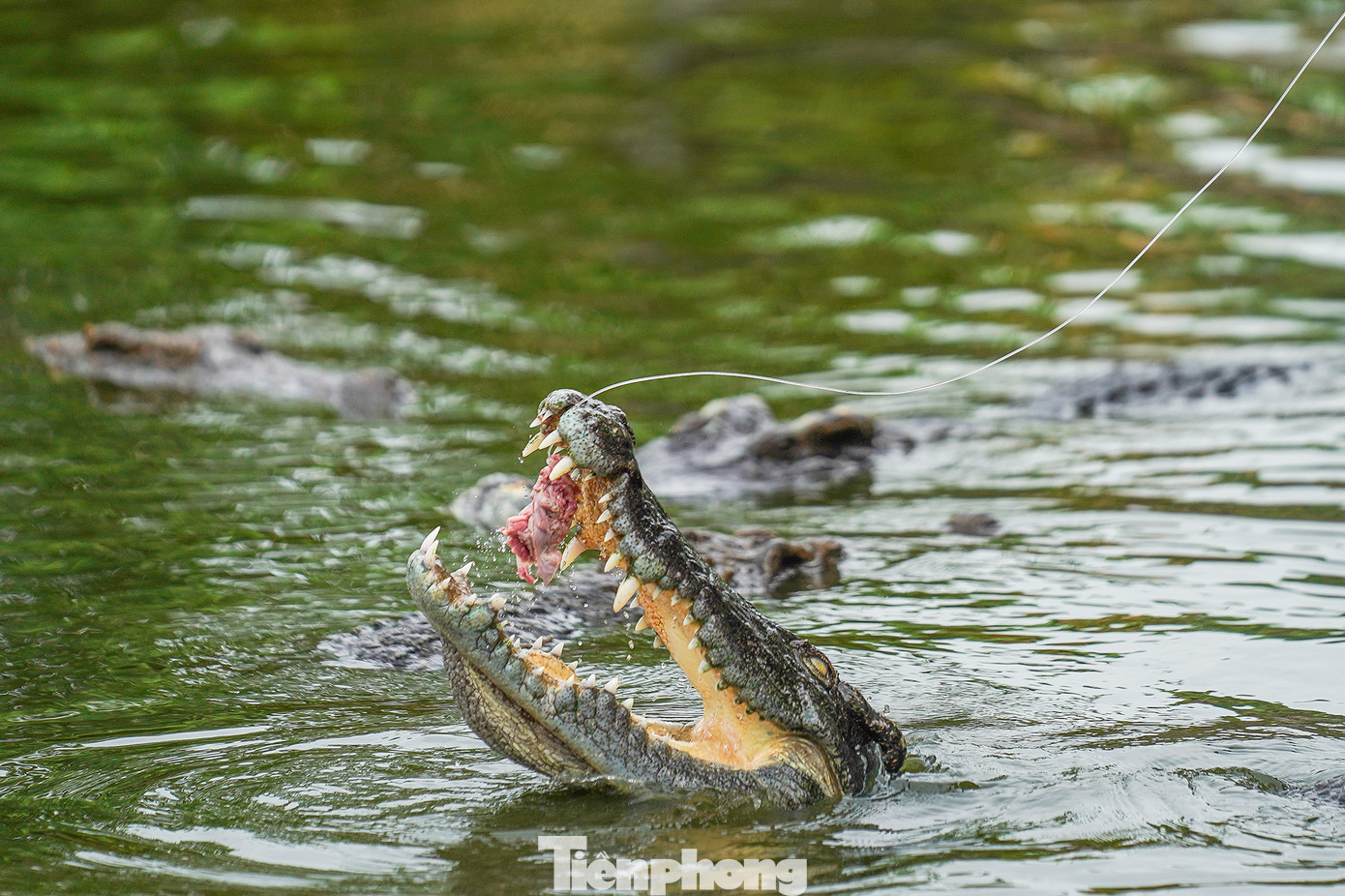 Những con cá sấu há miệng chờ mồi là hình ảnh vừa phấn khích xen lẫn sợ hãi, thu hút nhiều lượt khách trải nghiệm, nhất là vào những dịp lễ, Tết.