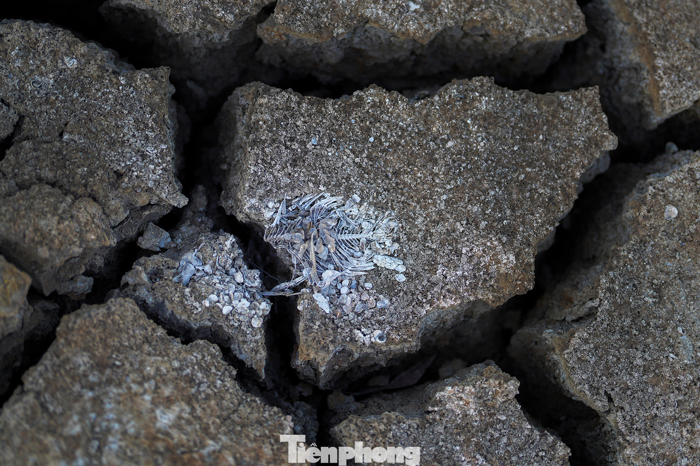 Theo dự báo của Trung tâm Dự báo Khí tượng Thủy văn Quốc gia: Trong khoảng từ ngày 10 - 20/4, dự báo phạm vi ranh mặn 4‰ trên sông Vàm Cỏ Đông, Vàm Cỏ Tây từ 90 -110km. Các đợt xâm nhập mặn tăng cao ở khu vực Nam Bộ có khả năng tập trung trong tháng 4 - 5/2024 (từ 22-28/4 và từ ngày 07 - 11/5). Hình ảnh cá chết khô khiến ai cũng phải rợn người hình dung đến sự khốc liệt của người dân nơi vùng "rốn" hạn mặn. Theo dự báo của Trung tâm Dự báo Khí tượng Thủy văn Quốc gia: Trong khoảng từ ngày 10 - 20/4, dự báo phạm vi ranh mặn 4‰ trên sông Vàm Cỏ Đông, Vàm Cỏ Tây từ 90 -110km. Các đợt xâm nhập mặn tăng cao ở khu vực Nam Bộ có khả năng tập trung trong tháng 4 - 5/2024 (từ 22-28/4 và từ ngày 07 - 11/5). Hình ảnh cá chết khô khiến ai cũng phải rợn người hình dung đến sự khốc liệt của người dân nơi vùng "rốn" hạn mặn.