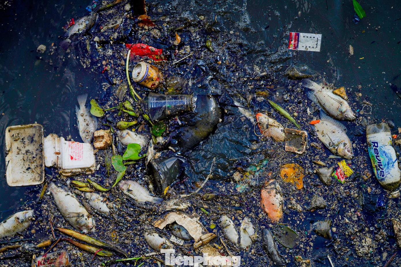 Rác và xác cá dày đặc trên mặt kênh nước đen ngòm. Rác và xác cá dày đặc trên mặt kênh nước đen ngòm.