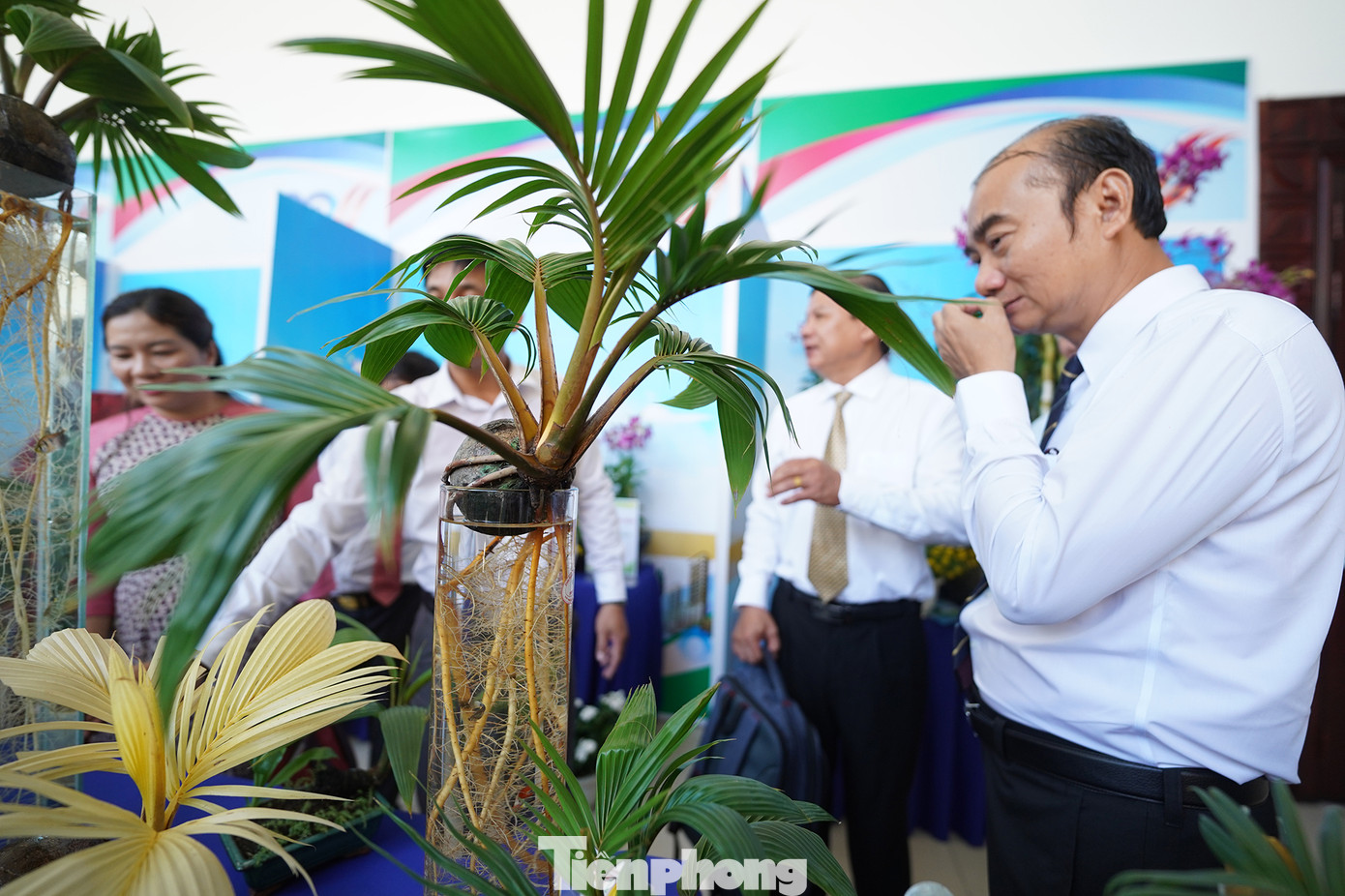 Rất nhiều vị khách bị thu hút bởi cây dừa thuỷ canh "độc nhất vô nhị" của nông dân xã Bình Lợi nghiên cứu.