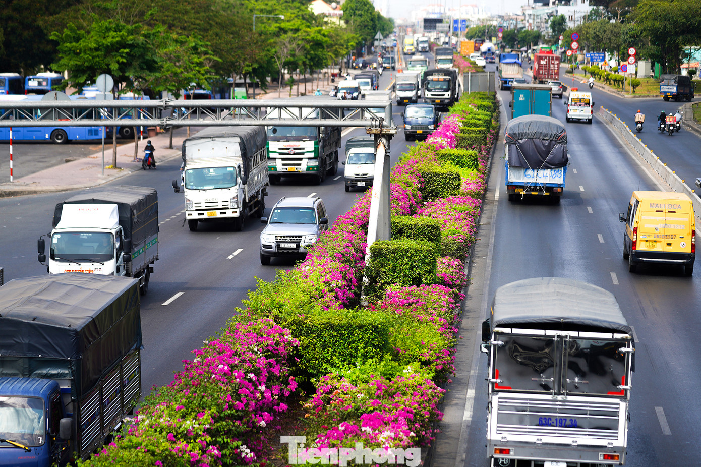 Dọc đường quốc lộ 1A, đoạn qua quận 12, Hóc Môn và TP Thủ Đức (TPHCM), hoa giấy được trồng nhiều ở dải phân cách. Những ngày này khi trời nắng nóng gay gắt cũng là lúc hoa giấy đua nhau nở rực rỡ.