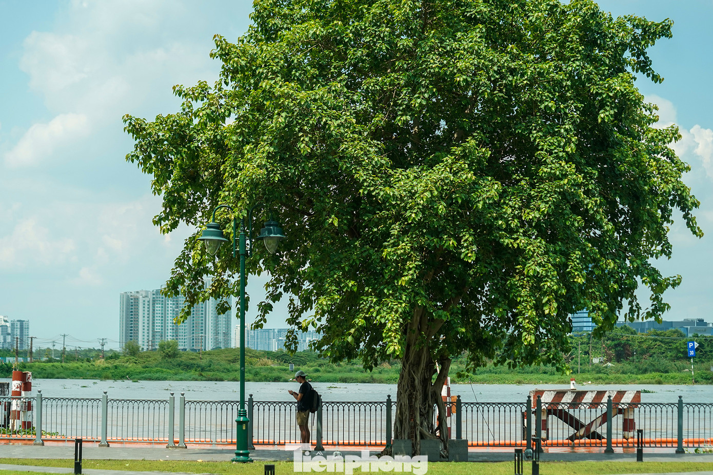 Một cái cây rợp lá hiếm hoi trên bến Bạch Đằng.