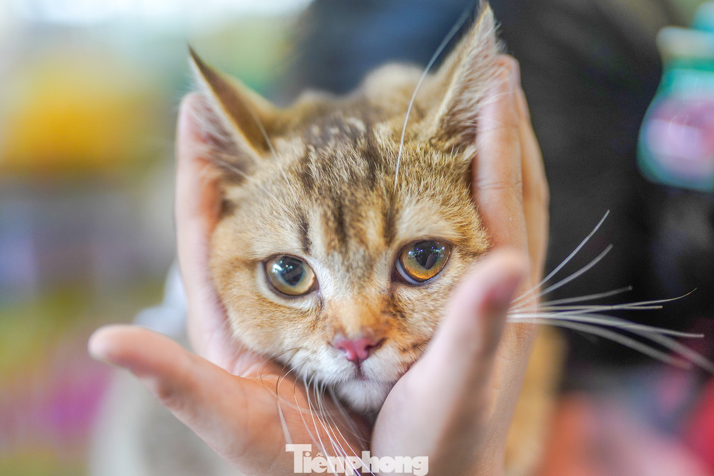 Thú cưng thu hút các em nhỏ.