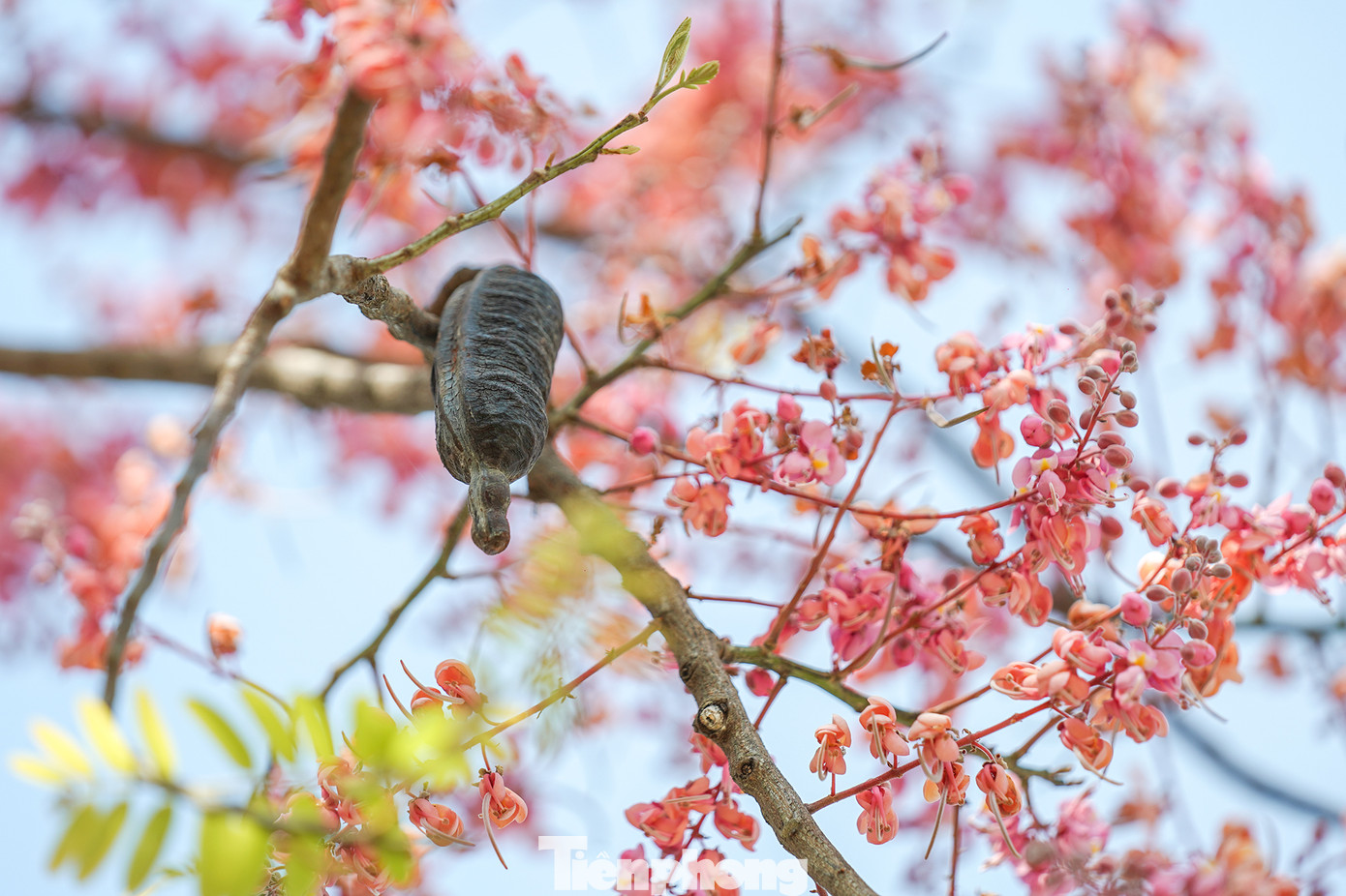 Bài hát trở nên nổi tiếng khi được chấp bút bởi hai cây đại thụ trong nghệ thuật cải lương Nam Bộ là cố soạn giả Viễn Châu và &quot;Ông hoàng dĩa nhựa&quot; Tấn Tài.