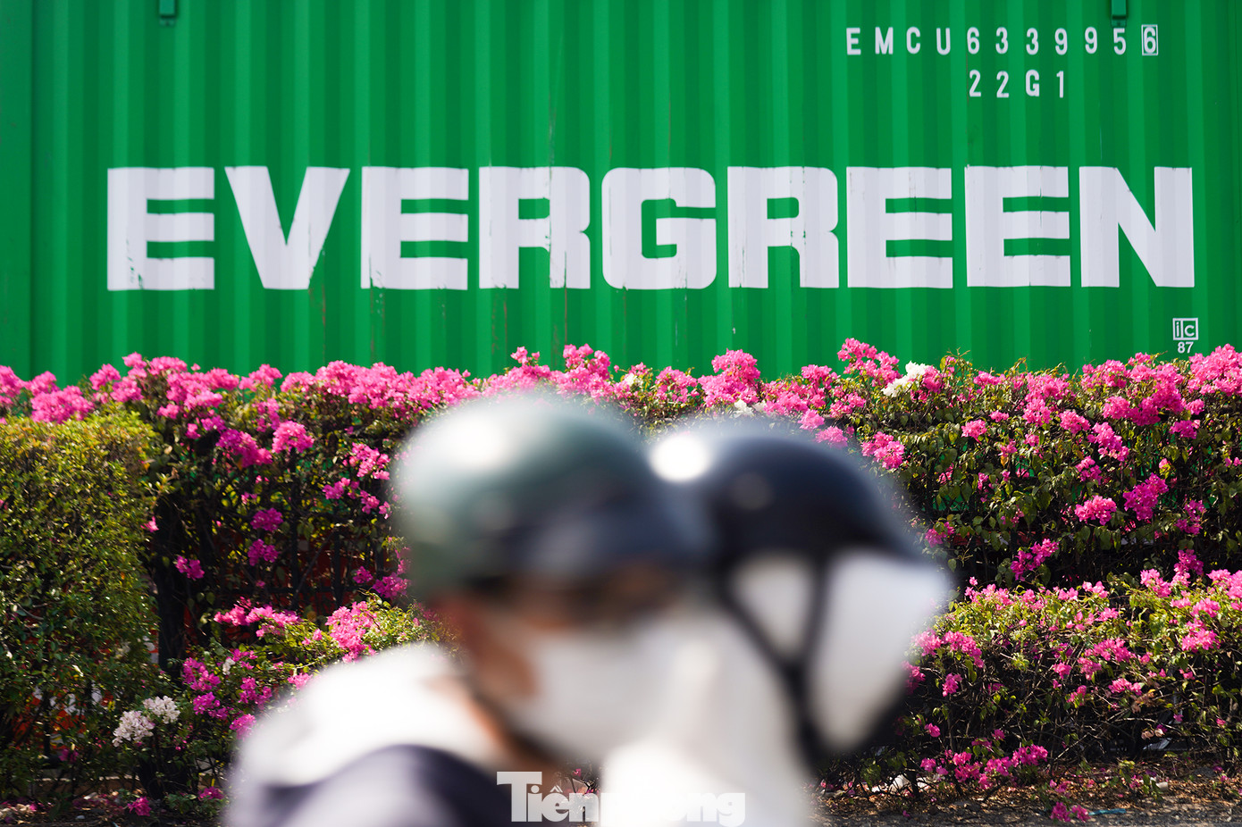 Tên của loài hoa này được đặt dựa trên đặc điểm ngoại hình, với cánh hoa mỏng manh như những tờ giấy.