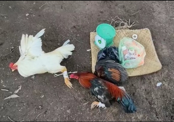 Tang vật tại trường gà. Tang vật tại trường gà.