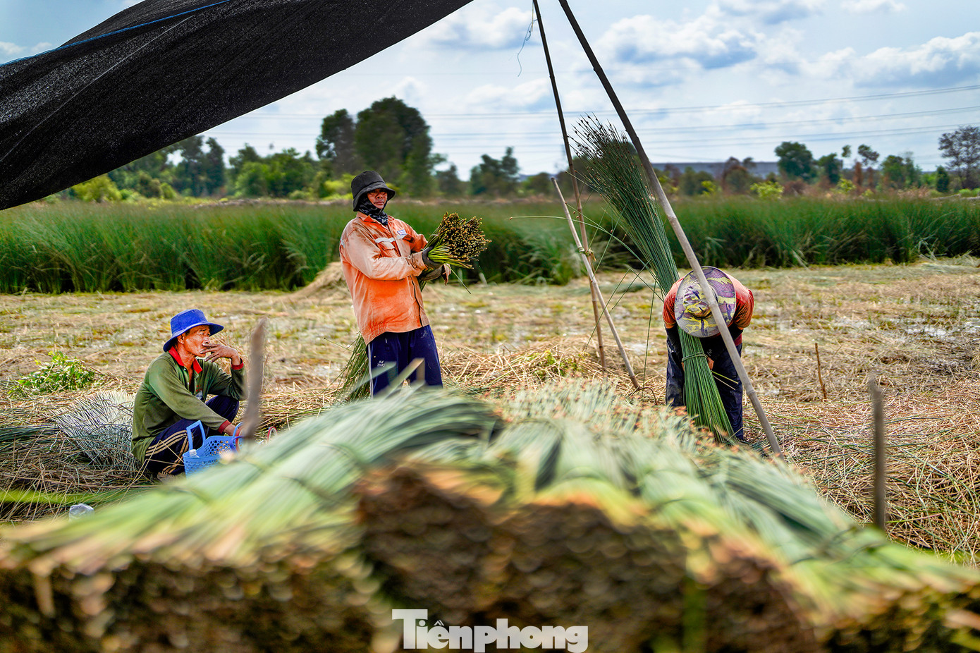 Từ việc trồng cỏ bàng giúp nhiều gia đình cải thiện cuộc sống, nhà cửa khang trang hơn. Ngoài ra, cây bàng không chỉ bán cho thương lái, mà mọi người còn dùng để đan manh đệm, manh bao bán tại các chợ đầu mối… nhằm tăng thu nhập cho những lao động nhàn rỗi ở địa phương. Cây cỏ bàng còn giúp người dân duy trì nghề đan đệm truyền thống, từ đó góp phần ổn định cuộc sống và phát triển kinh tế gia đình.